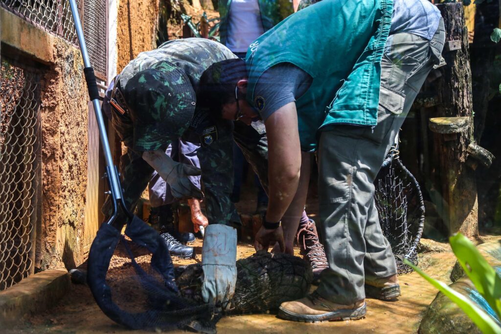 Guarda Municipal já recolheu mais de 1 mil animais silvestres em Salvador em 2024 – Secretaria de Comunicação