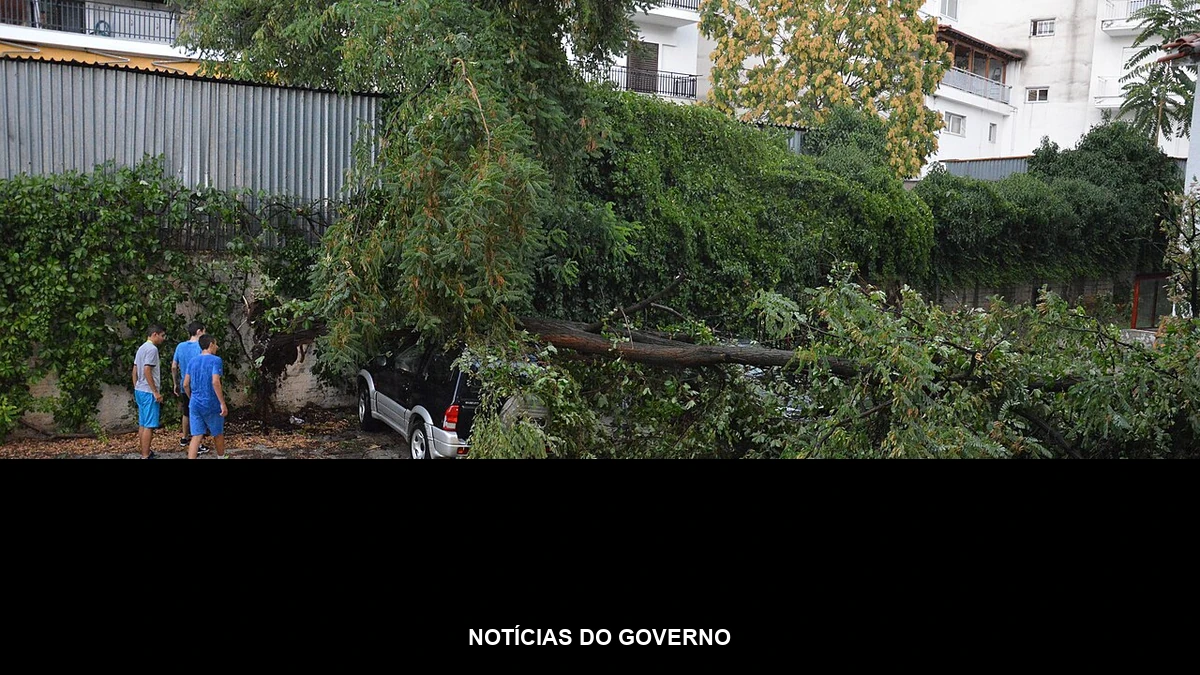 Banner com o nome da categoria Notícias do Governo sobre foto de árvore arrancada pelo vento