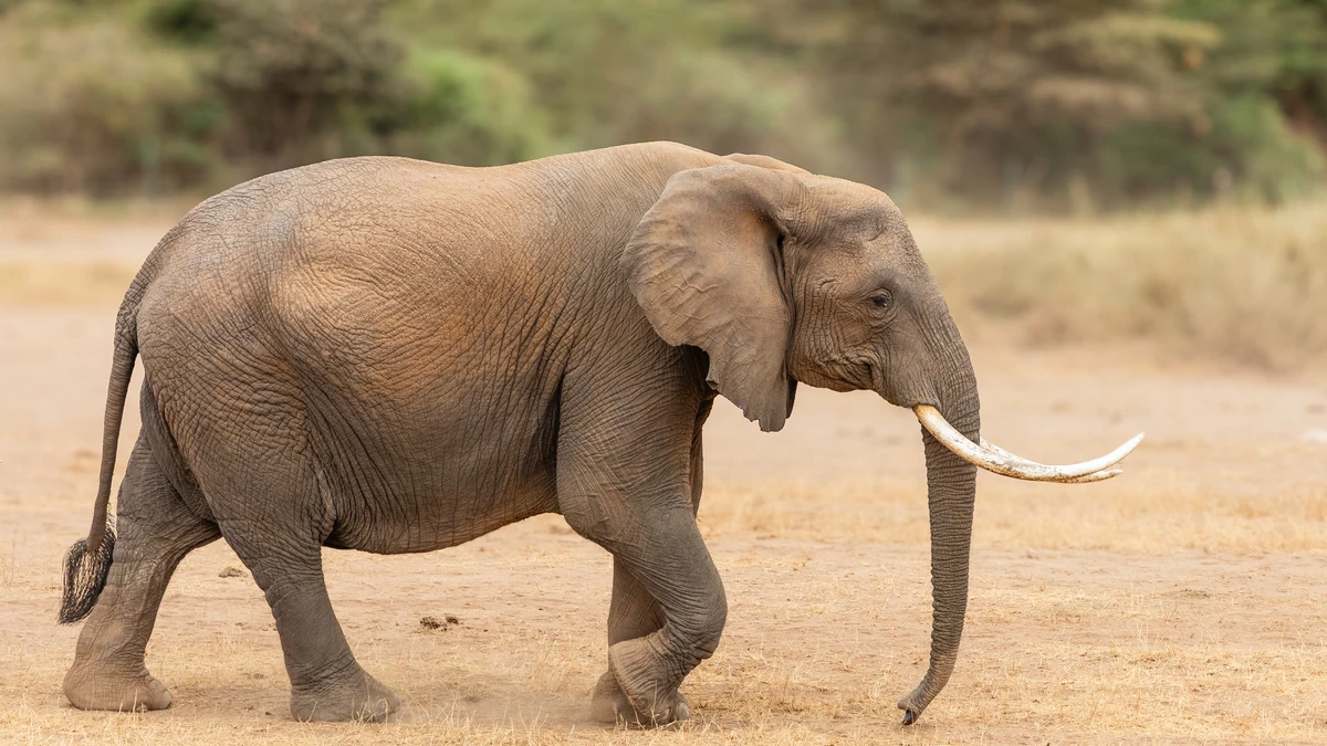 Elefante africano no Parque Nacional de Amboseli, no Quênia, região atingida pela doença misteriosa que mata paquidermes